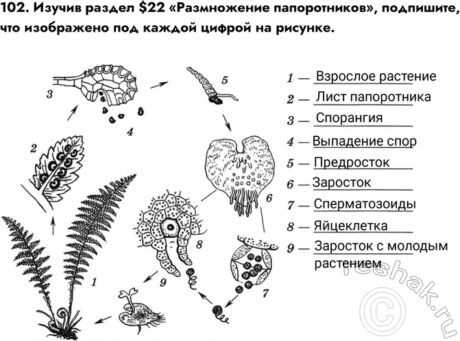 Изображение 102. Изучив раздел $22 «Размножение папоротников», подпишите, что изображено под каждой цифрой на...