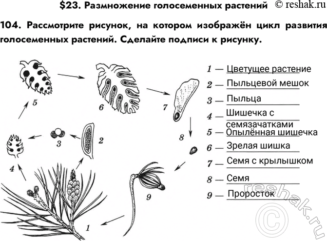 Изображение $23. Размножение голосеменных растений104. Рассмотрите рисунок, на котором изображён цикл развития голосеменных растений. Сделайте подписи к...