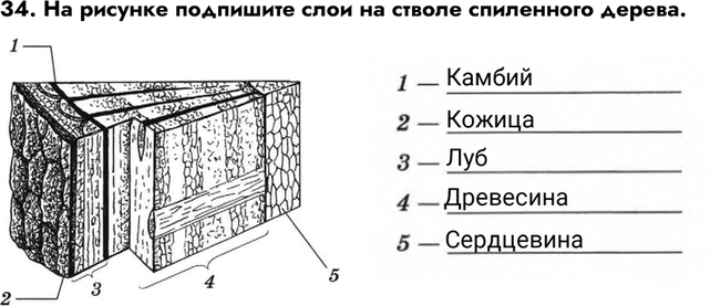 Изображение Задание 34 ГДЗ Рабочая тетрадь Пасечник 6 класс